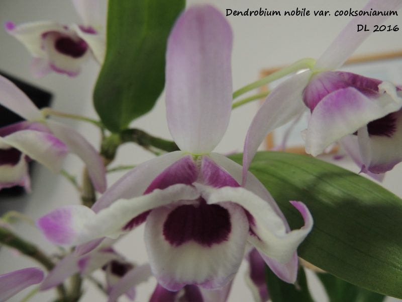 Dendrobium nobile var. cooksonianum Dendro nobile2016-2